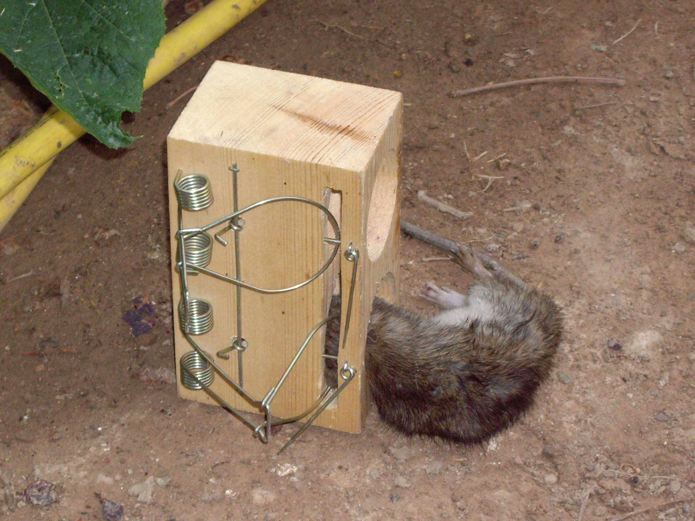 Крысоловка своими руками: как поймать крысу в домашних условиях, эффективные самодельные ловушки