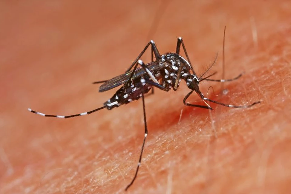Тропические комариные вирусные лихорадки — большая медицинская энциклопедия