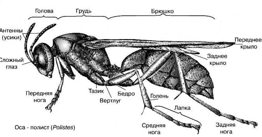 Шмель насекомое. описание, особенности, образ жизни и среда обитания шмеля