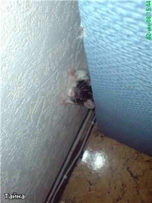 Могут ли мыши прогрызть натяжной потолок: как предотвратить появление вредителя