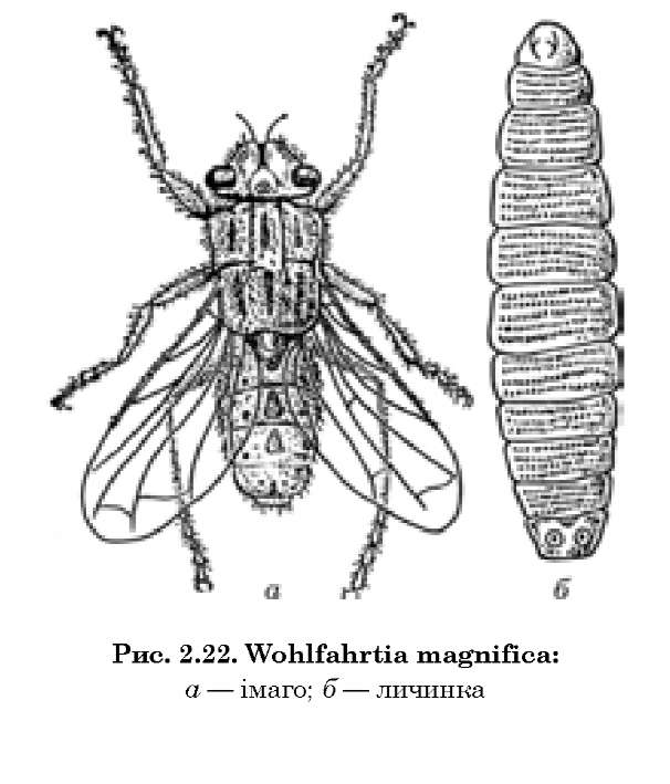 Морфология вольфартовой мухи рисунок