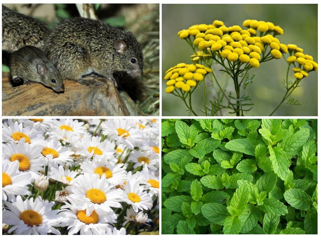 Что больше всего пугает мышей: запахи (растений, шерсти), звуки и яркий свет