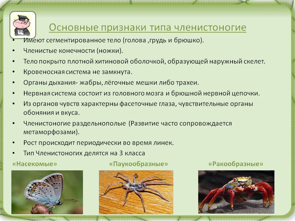 Виды пауков. описание, названия, фото, особенности строения и поведения видов пауков