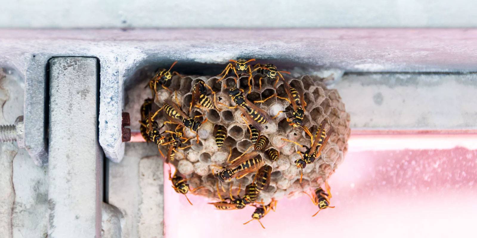 Как избавиться от пчел на даче, в стене и под крышей: самые эффективные средства