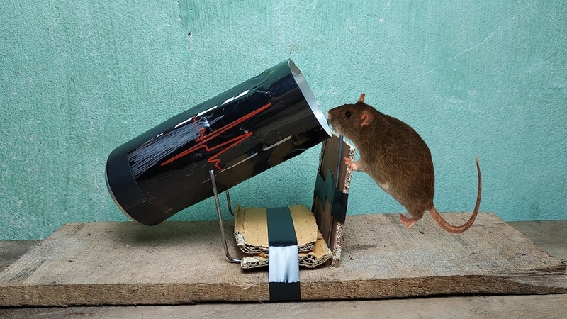 Как поймать крысу в домашних условиях