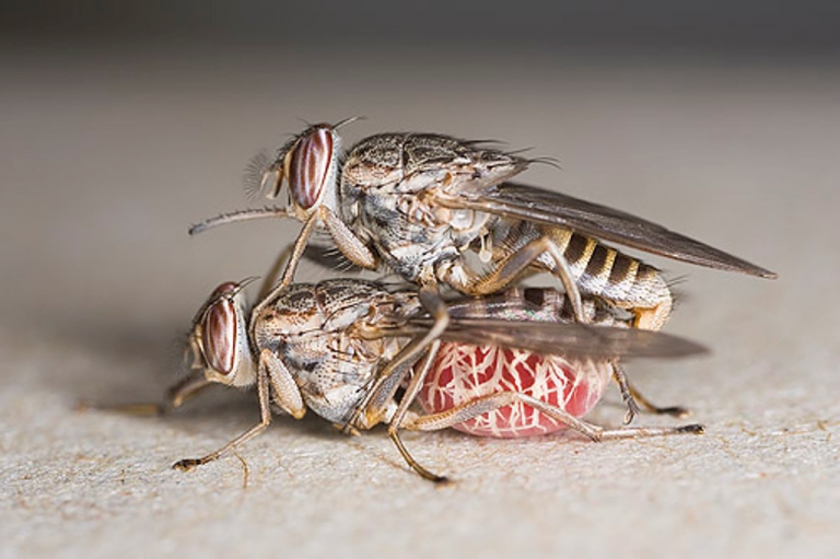 Муха цеце: образ жизни и вредоносность африканского насекомого