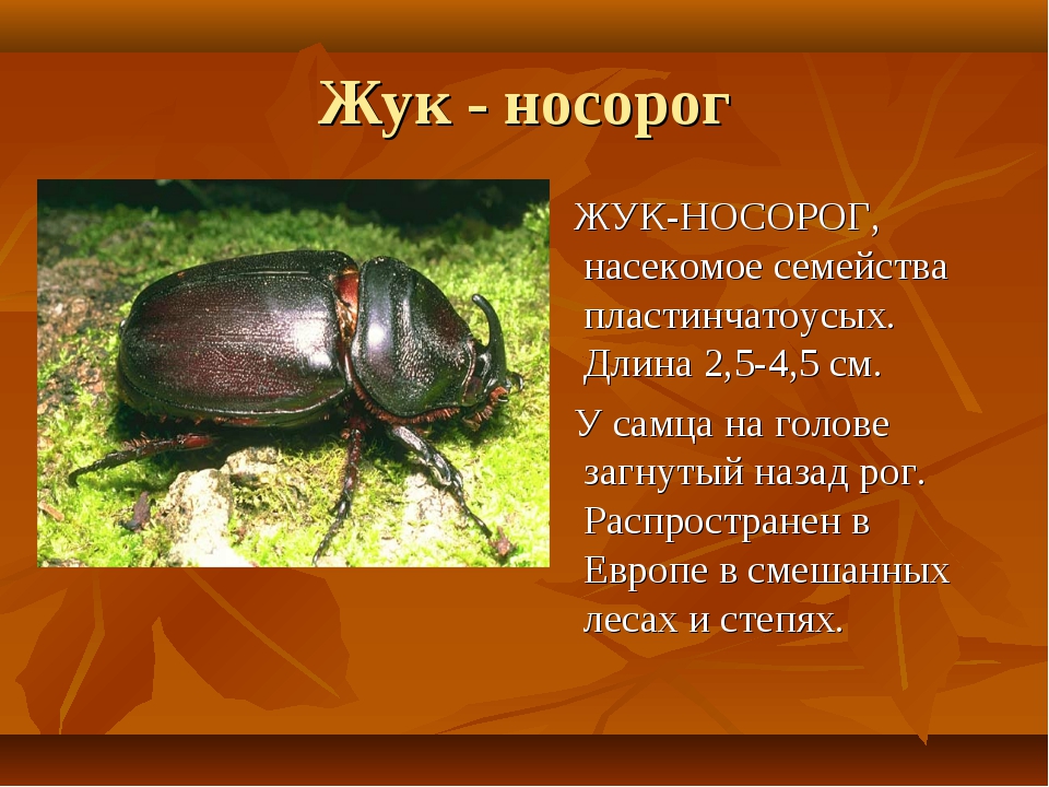 Жук навозник насекомое. описание, особенности, виды, образ жизни и среда обитания навозника