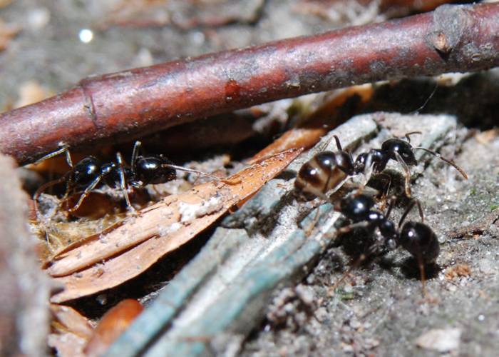 Как избавиться от муравьев-древоточцев