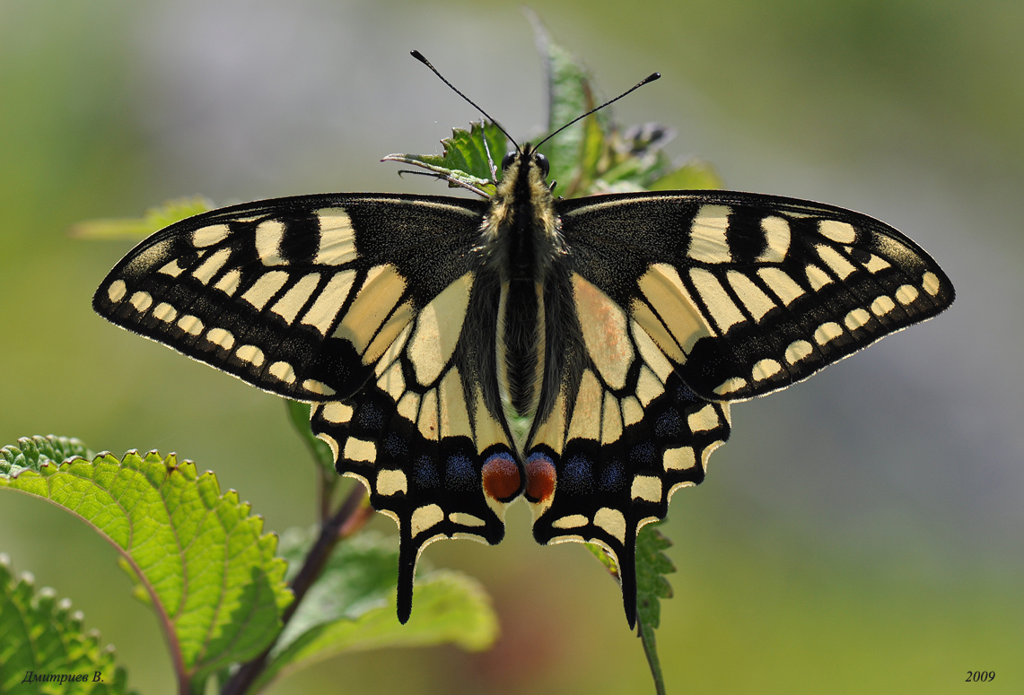 Махаон бабочка: внешний вид и особенности, интересные факты