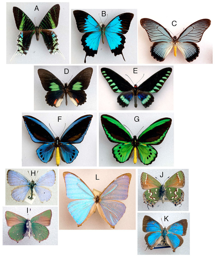 Виды бабочек и их названия с фото в россии