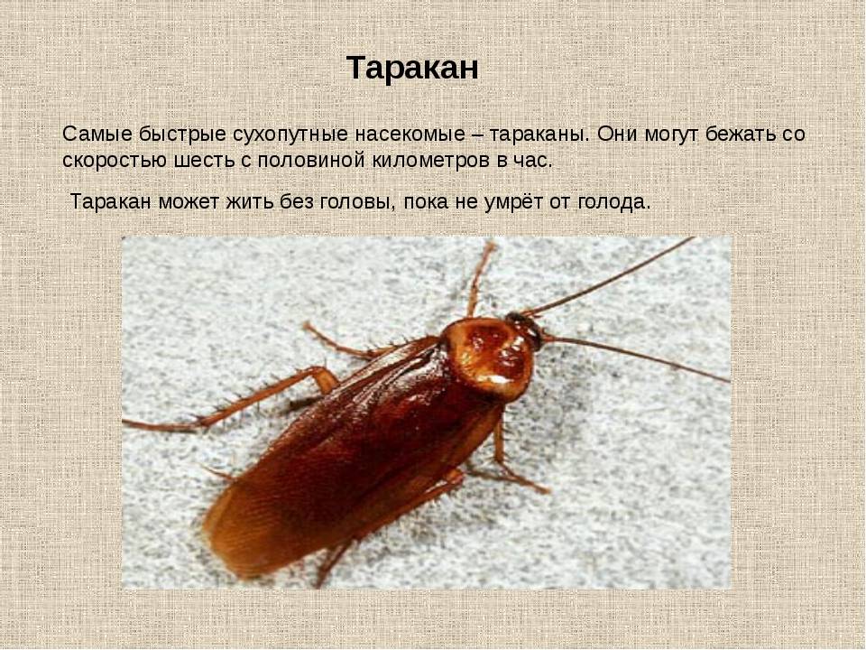 Таракан – виды, что едят, как избавиться от тараканов, фото