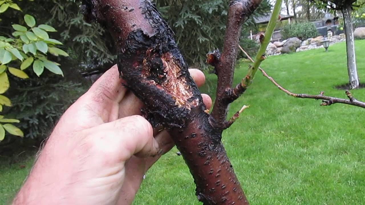 Способы борьбы с тлей на плодовых деревьях яблоне, cливе, вишне — чем и как можно избавиться