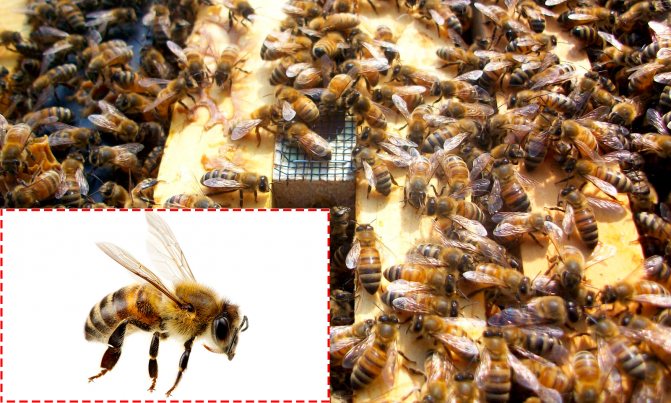 Породы пчел с фото и описанием: их характеристики и советы по выбору