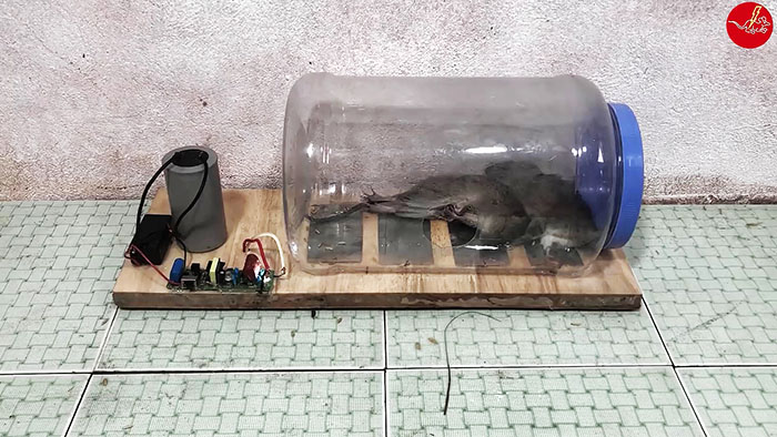 Как поймать крысу: как делать крысоловки и ловушки своими руками в домашних условиях, фото и видео