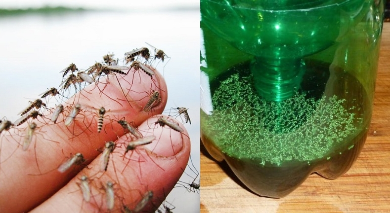 Ловушка для комаров из пластиковой бутылки своими руками