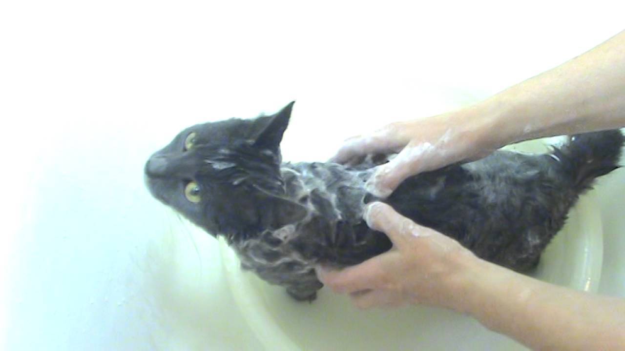 Дегтярное мыло – спасение домашних животных от блох
