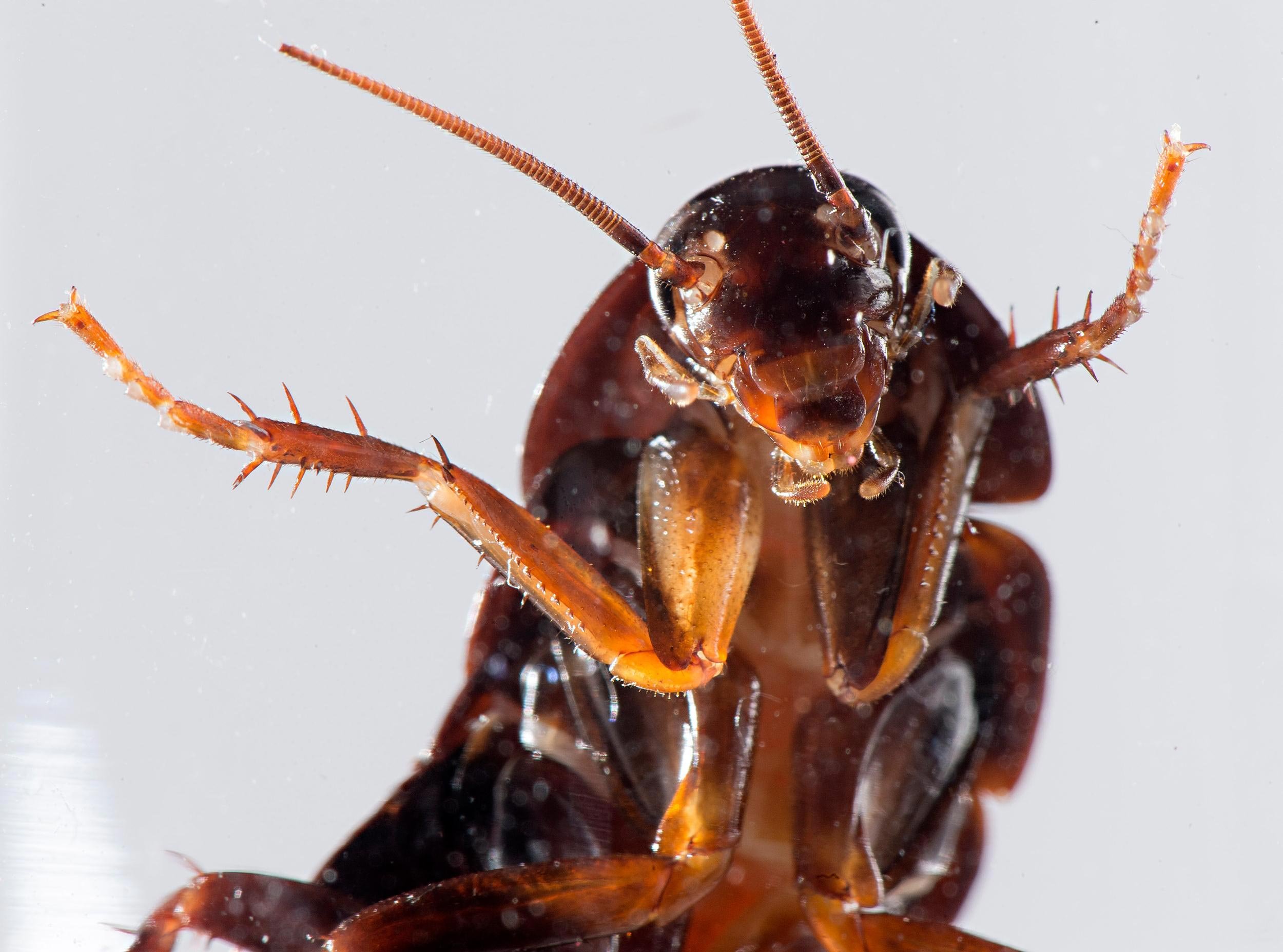 4 версии: почему тараканов называют стасиками и другими именами?