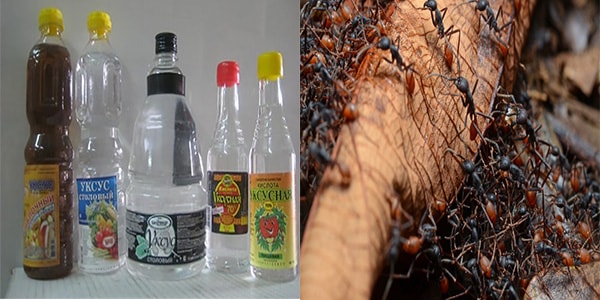От муравьев народные средства в огороде. как избавиться от муравьев в саду и огороде народными средствами? | здоровое питание