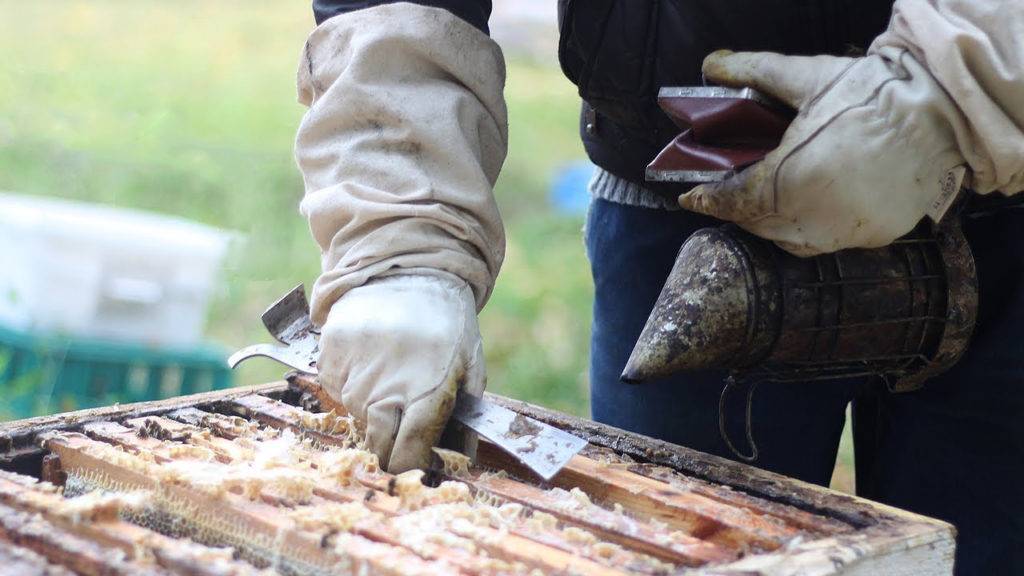 Борьба с клещем варроа по методу майкла буша — pasekoff.com - сообщество пчеловодов-профессионалов