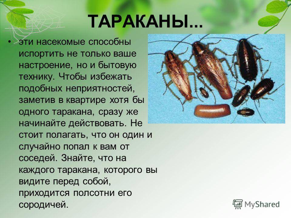 Тараканы – как размножаются, виды, описание, места обитания