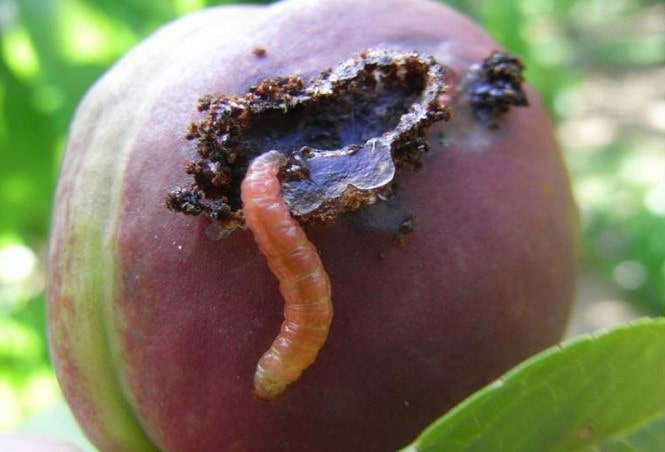 Обработка вишни и сливы от болезней и вредителей: как бороться с насекомыми и заболеваниями