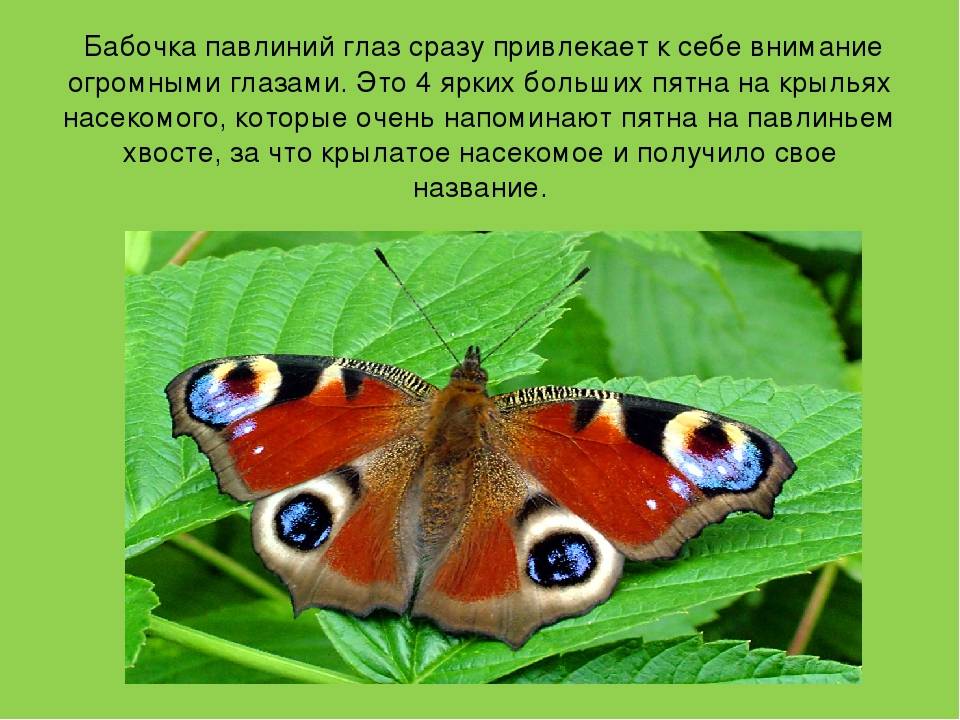 Бабочка павлиний глаз: описание, фото. интересные факты о бабочках :: syl.ru