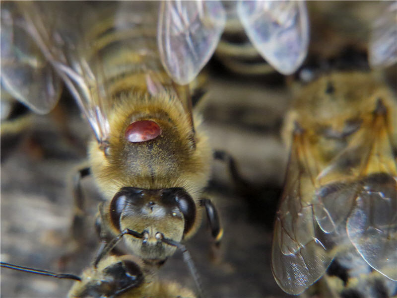 Лечение пчел от варроатоза