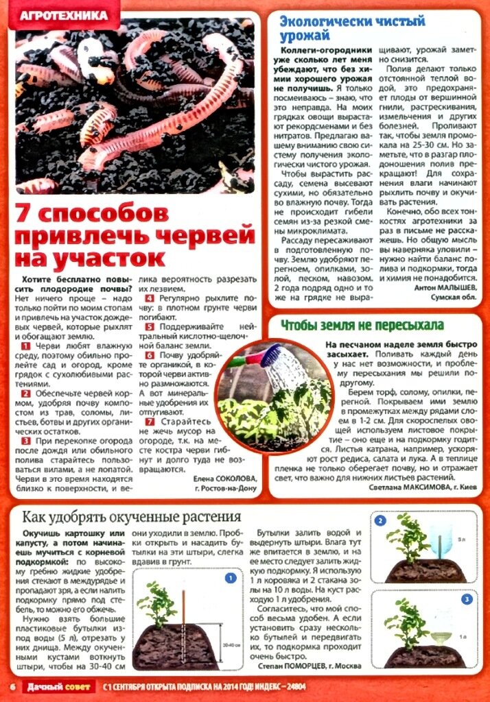 Как бороться с личинками майского жука: как избавиться от хруща на клубнике русский фермер