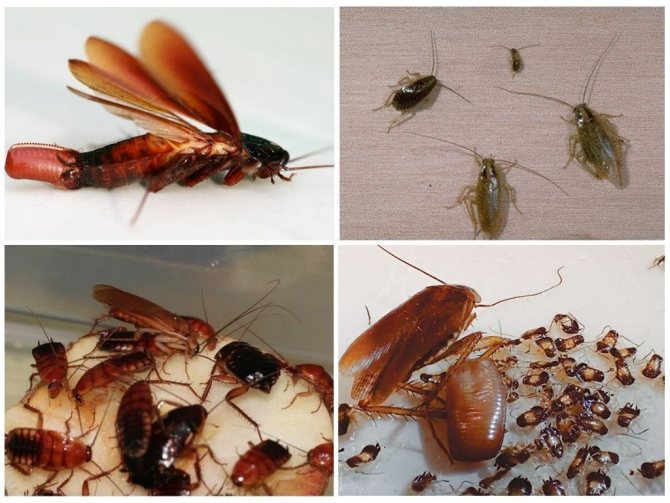 Чем опасны тараканы в квартире для человека и для людей