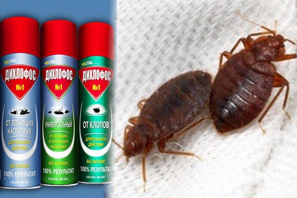 Дихлофос от тараканов: инструкция по применению, отзывы