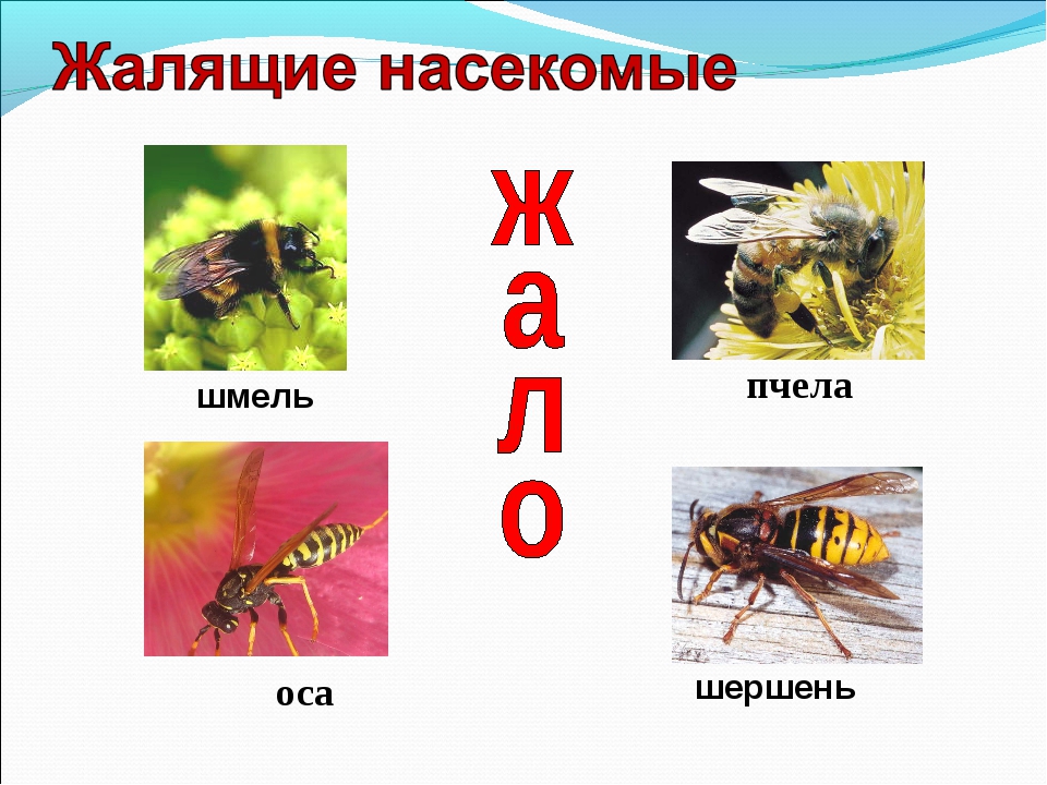 Оса - 105 фото насекомого с болезненным укусом и острым жалом