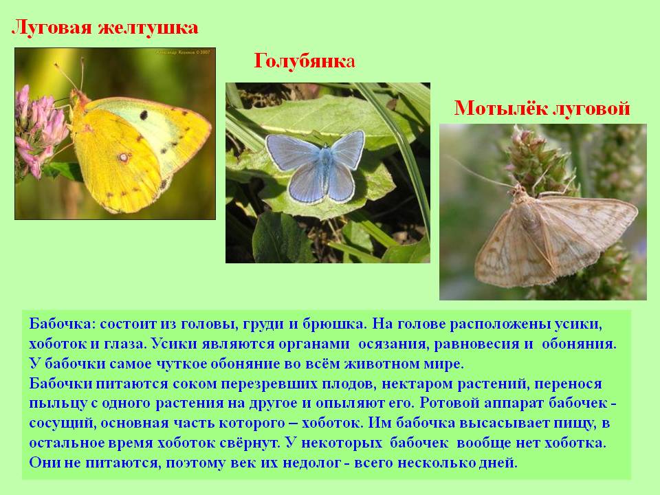 Желтушка луговая. бабочка желтушка луговая – любительница клевера и люцерны. особенности размножения и развития