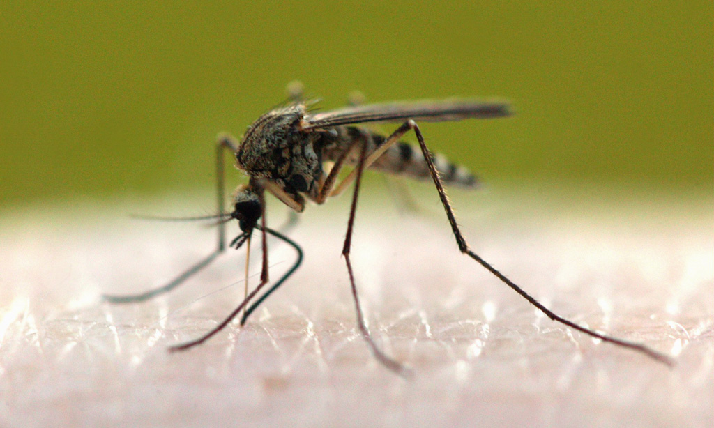 К какому отряду принадлежит комар обыкновенный. комар-пискун – навязчивое насекомое, мешающее спать по ночам