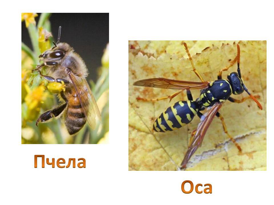 Чем отличается оса от пчелы: различия на фото с описаниями