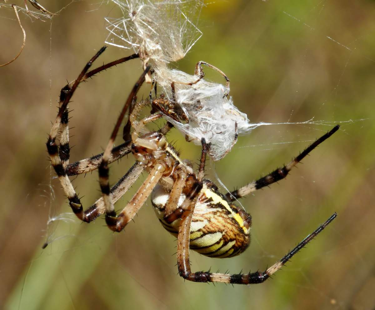 Желтый паук ядовитый или нет. симпатичный и коварный. паук с желтыми полосками. пауки прыгуны – salticidae