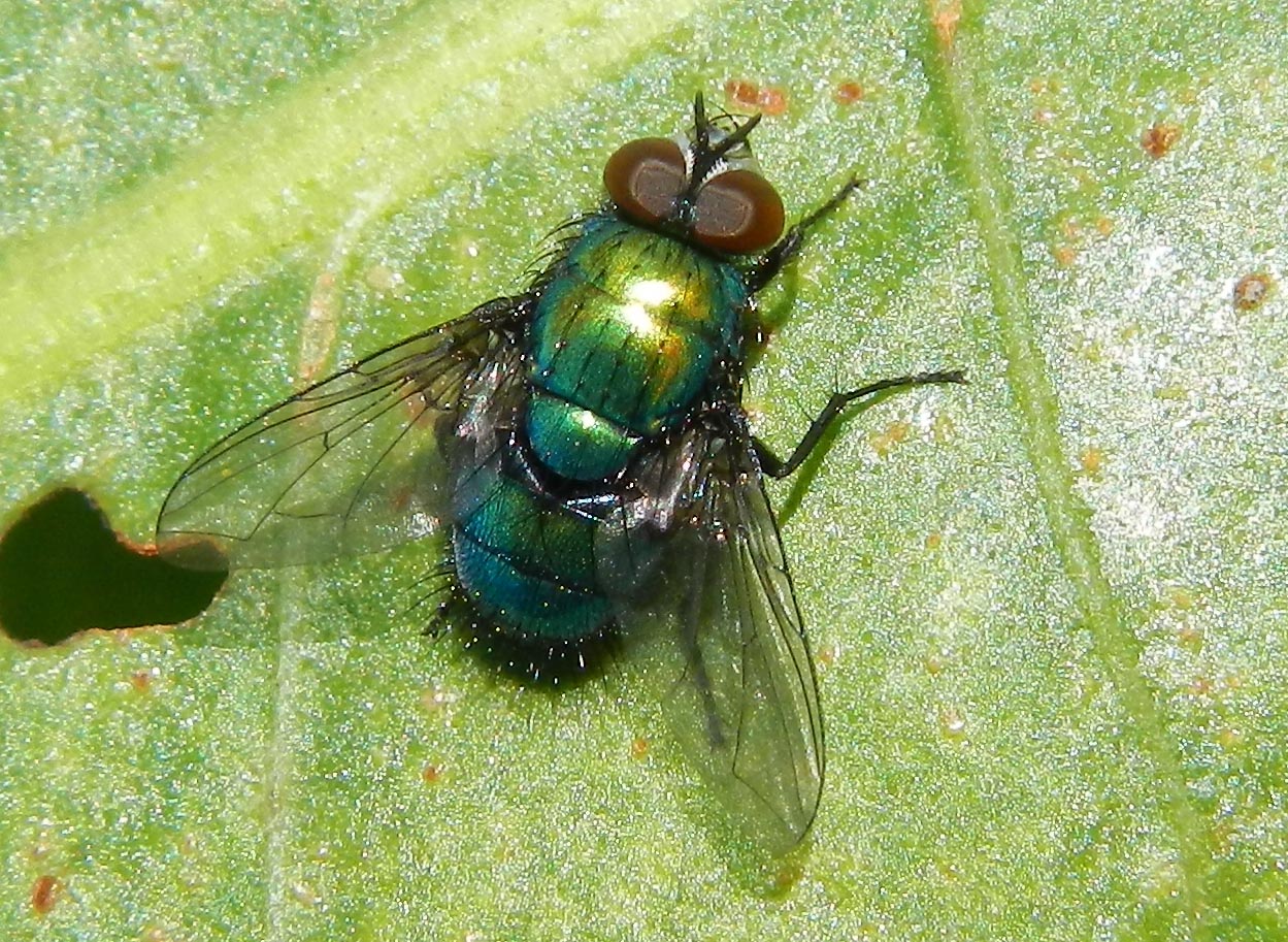 Зеленая муха: фото и описание