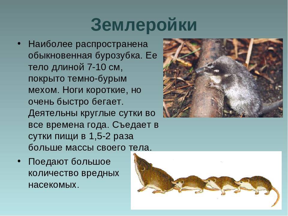 Особенности бурозубки: внешний вид (фото), размножение и рацион питания