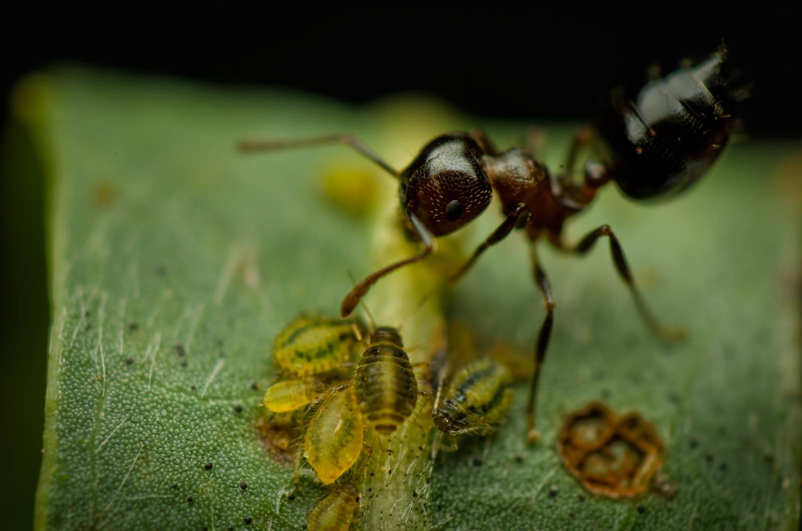 Тля и муравьи. садовые вредители