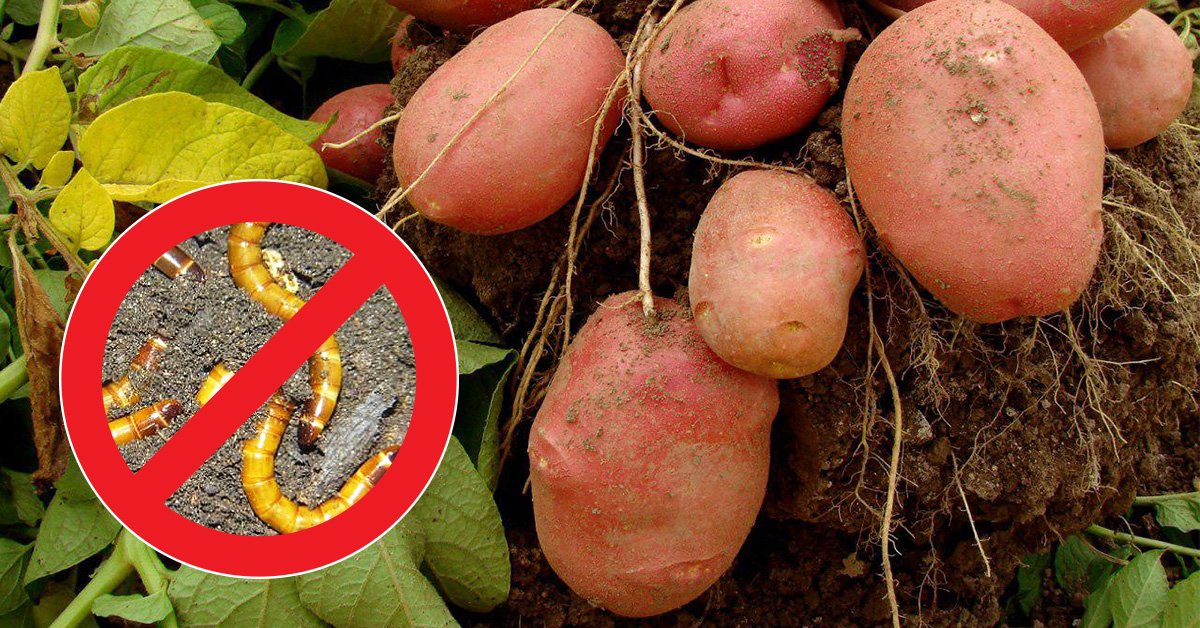 Проволочник в картошке как избавиться (12 эффективных средств)