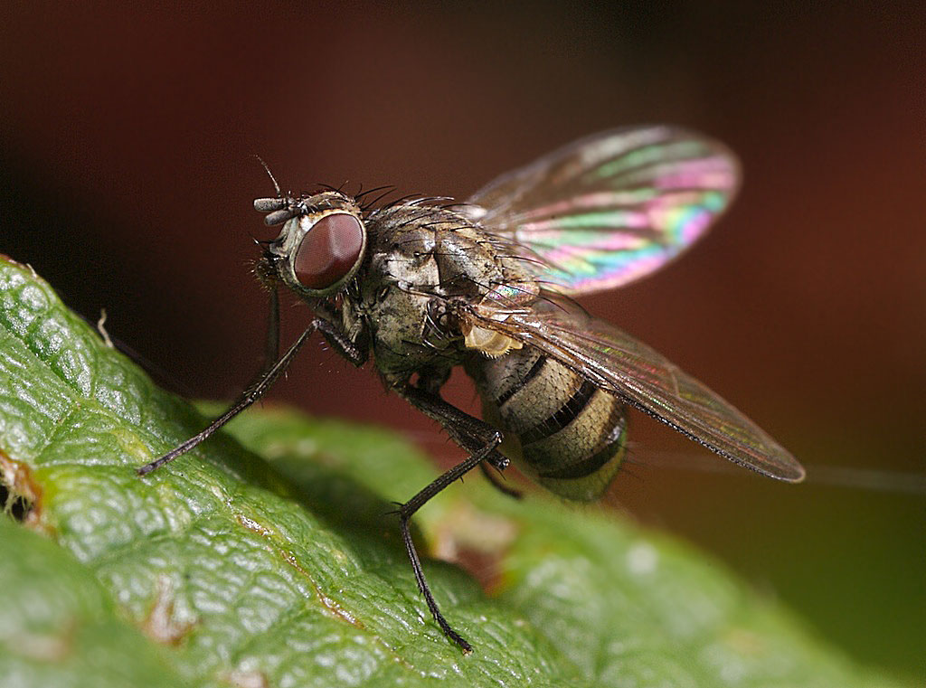 Почему муха насекомое. Сем. Muscidae. Семейство Muscidae. Сем. Мухи (Muscidae. Muscidae настоящие мухи.