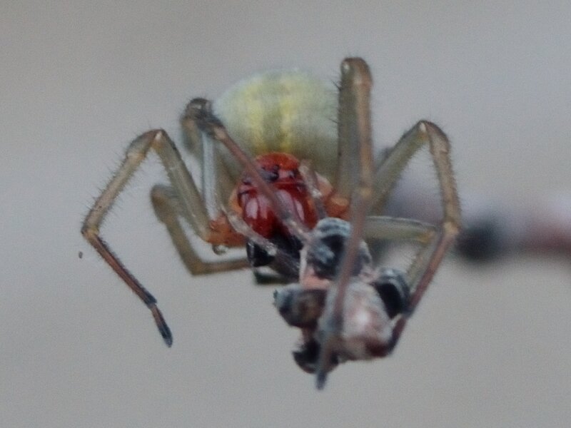 Описание и фото паука сак (хейракантиум)