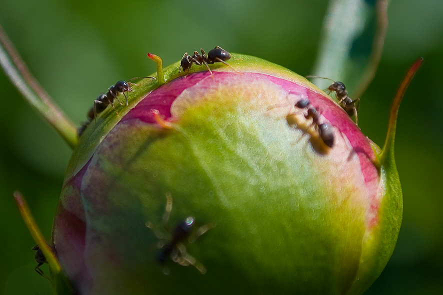 На пионах муравьи: 10 способов избавиться и защитить цветы