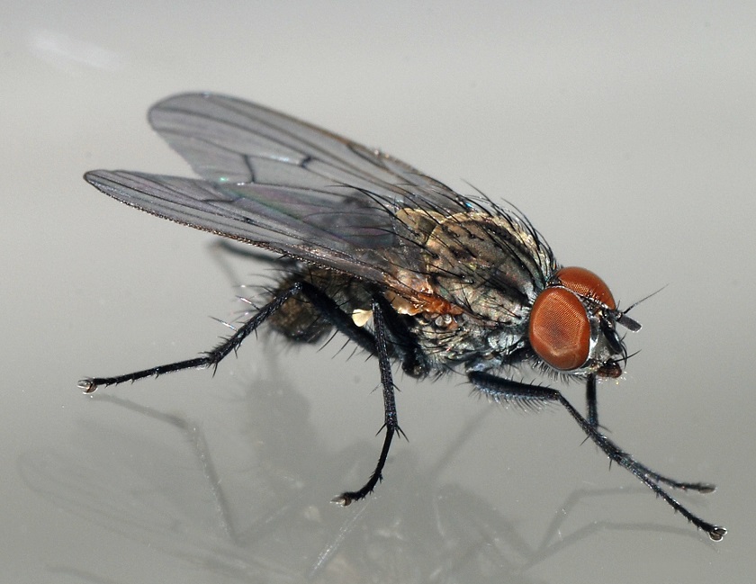 Как бороться с мухами в квартире, и зачем насекомое «потирает лапки»
