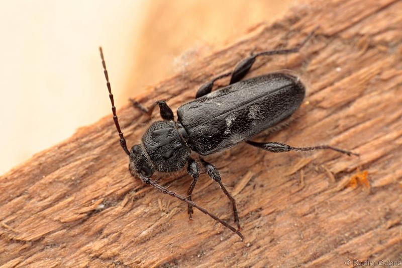 Древесный жук: виды точильщиков и методы борьбы с ними