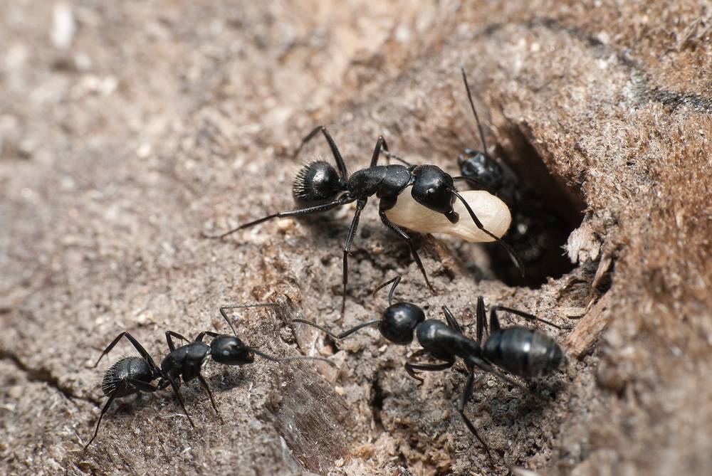 Черные муравьи в дома, квартире или на огороде: как от них избавиться, откуда берутся, какой вред наносят
