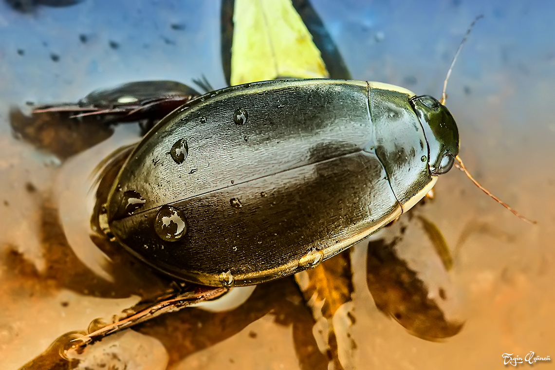 Хищный обитатель пресных водоемов — жук плавунец