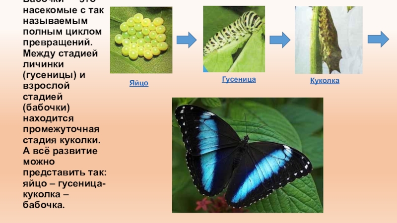 Важные сведения о бабочках. ​50 самых интересных фактов о бабочках важные сведения о бабочках кратко