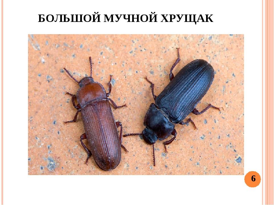 Как избавиться от мучного жука хрущака в квартире