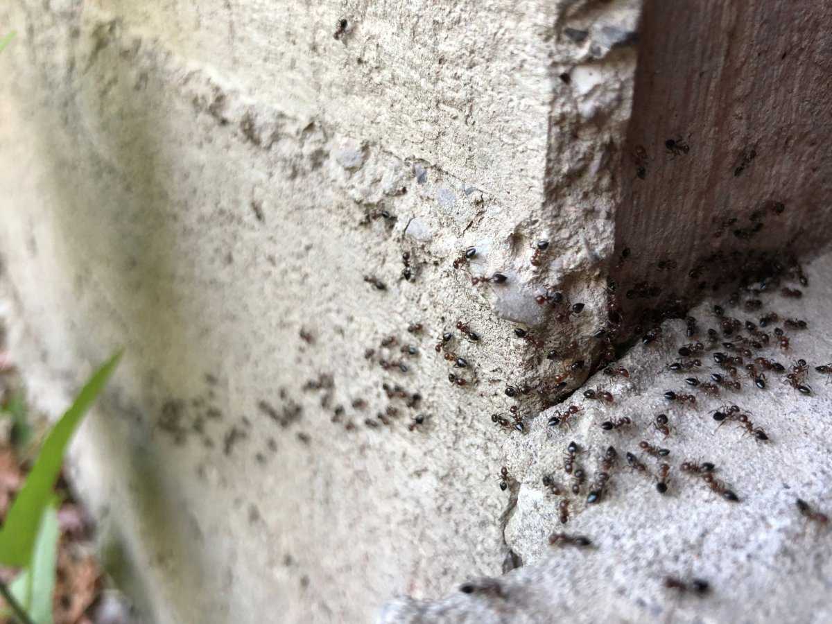 Виды муравьев живущих на участках и проникающие в деревянный дом, как с ними бороться