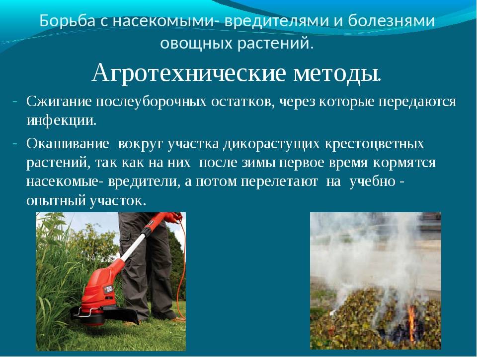 Обработка деревьев от вредителей и болезней - sadovnikam.ru